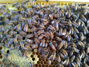 Early Season (April) VSH Queen Bee Pol-Line 2.2 strain